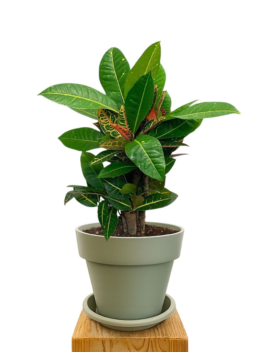 Pflanzkit 25 Grün